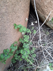 Pelargonium ranunculophyllum