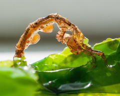 Caprella septentrionalis