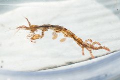 Caprella septentrionalis