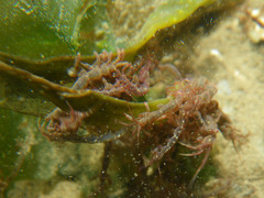 Caprella septentrionalis