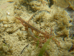 Caprella septentrionalis