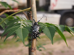 Anoplophora chinensis
