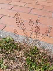 Capsella rubella