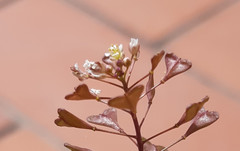 Capsella rubella