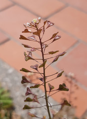 Capsella rubella
