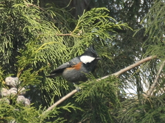 Periparus ater melanolophus