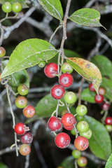 Vaccinium leucanthum