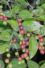 Vaccinium leucanthum