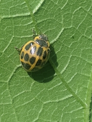 Epilachna paenulata