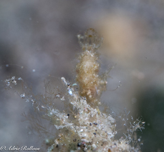 Phycocaris simulans
