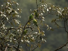 Psittacula himalayana