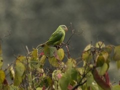 Psittacula himalayana