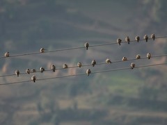 Ptyonoprogne rupestris