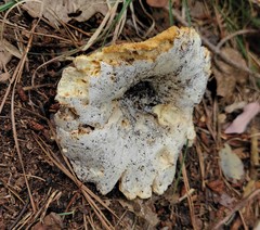 Hypomyces armeniacus