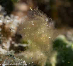 Phycocaris simulans