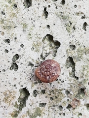 Microxeromagna lowei