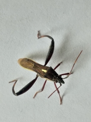 Mirperus jaculus