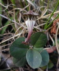 Ceropegia rendallii