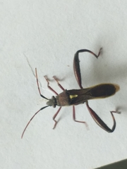Mirperus jaculus