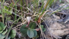 Ceropegia rendallii