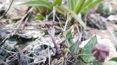 Ceropegia rendallii
