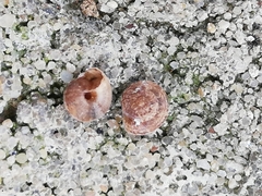 Microxeromagna lowei