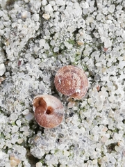 Microxeromagna lowei