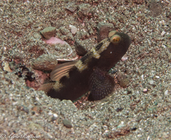 Cryptocentrus fasciatus