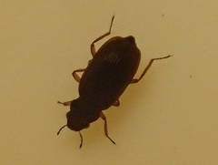 Hydraenidae