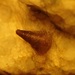Petrothrincus triangularis - Photo (c) Darragh Woodford, μερικά δικαιώματα διατηρούνται (CC BY-NC), uploaded by Darragh Woodford