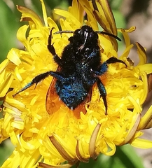 Mesonychium