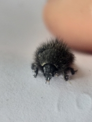 Peritrichia cinerea