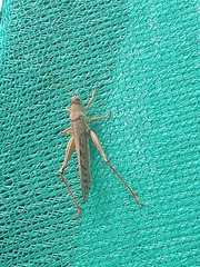 Schistocerca piceifrons peruviana