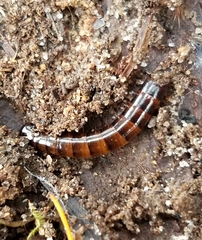 Meracantha contracta