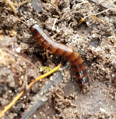 Meracantha contracta