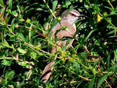 Prinia subflava pondoensis