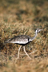 Hartlaub's Bustard photo 3