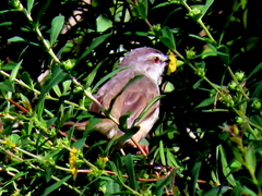 Prinia subflava pondoensis
