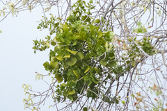 Phoradendron macrophyllum macrophyllum