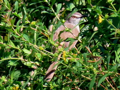 Prinia subflava pondoensis