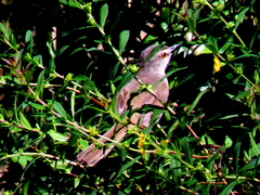 Prinia subflava pondoensis