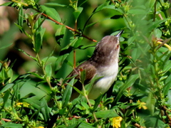 Prinia subflava pondoensis