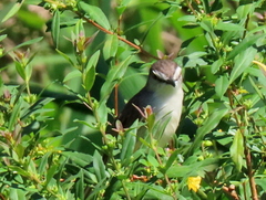 Prinia subflava pondoensis