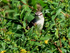 Prinia subflava pondoensis