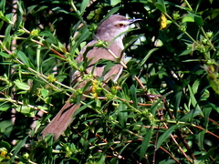 Prinia subflava pondoensis