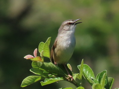 Prinia subflava pondoensis