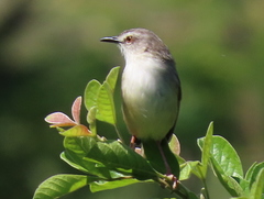 Prinia subflava pondoensis