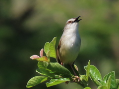 Prinia subflava pondoensis