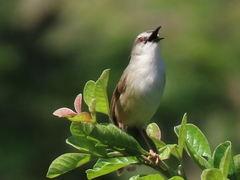 Prinia subflava pondoensis
