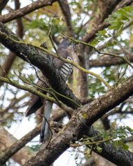 Hierococcyx sparverioides